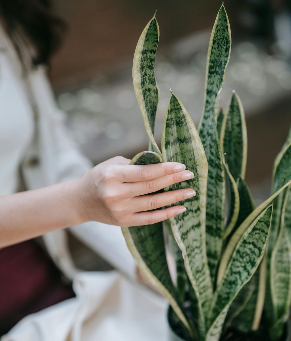 Sansevieria