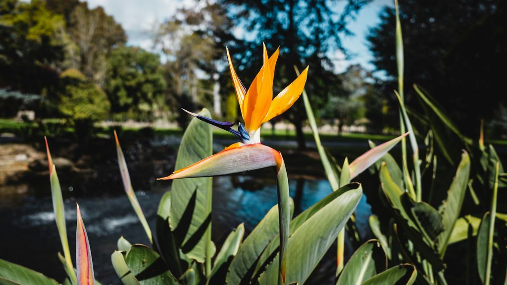 La flor de la Strelitzia tiene forma de cabeza de pájaro. FUENTE: Pexels