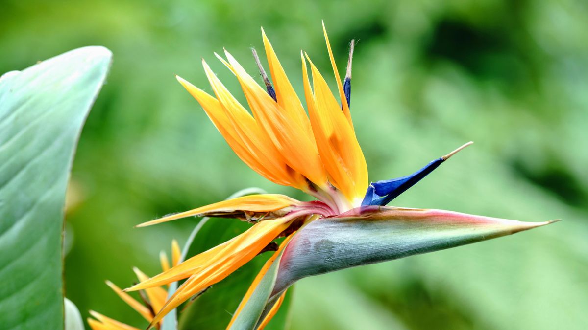 La flor del Ave del Paraíso o Strelitzia