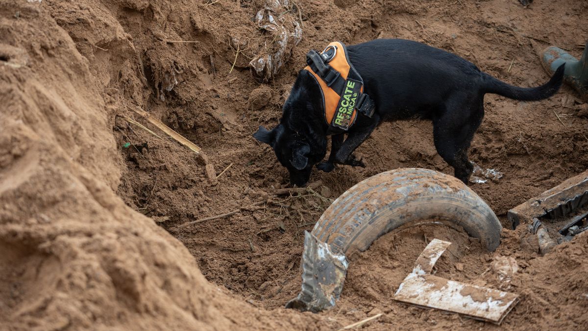 Un perro de los Servicios de Emergencia busca a una posible víctima en Paiporta, Valencia