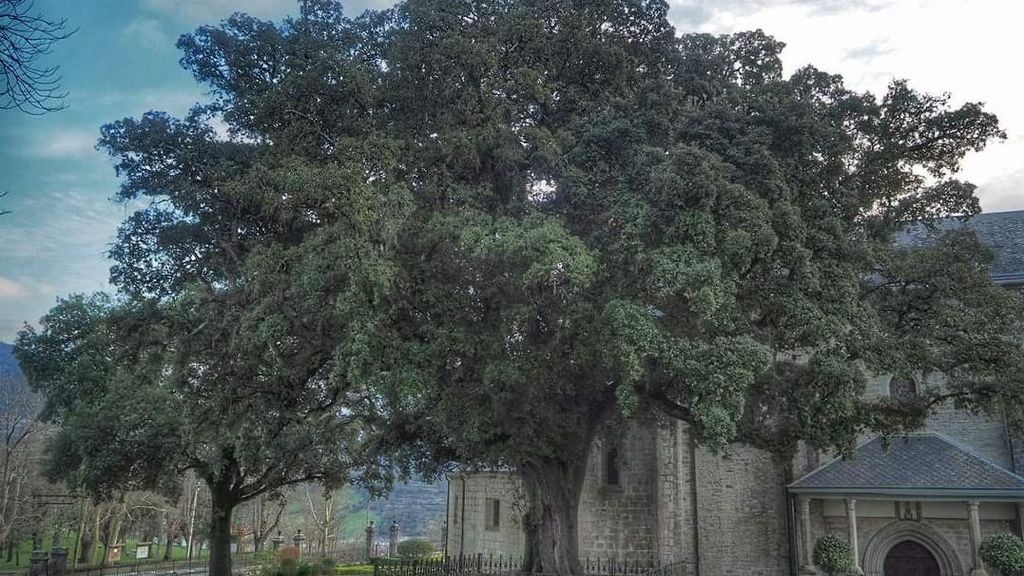 La encina de Artziniega