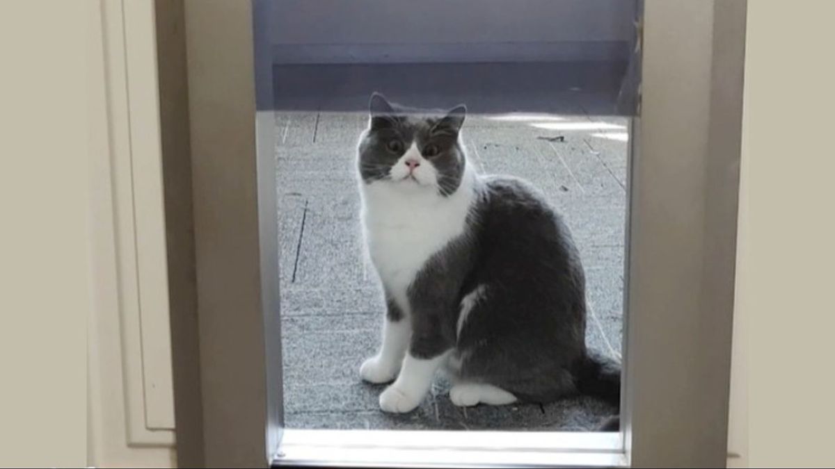 Un gato frente a una puerta de Petvation