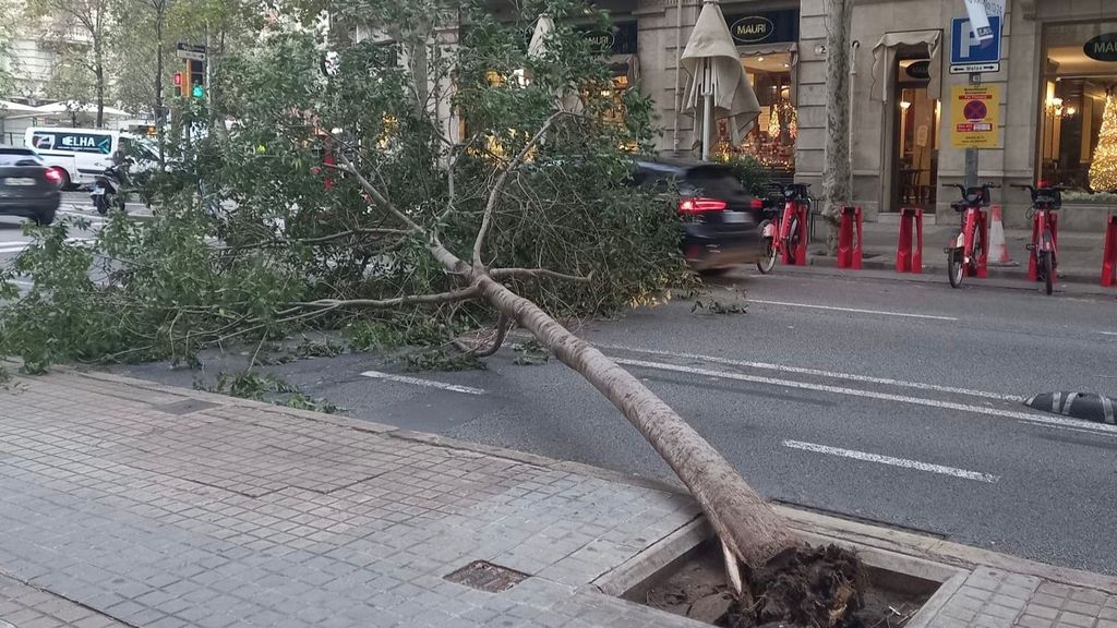 Alerta por viento en Cataluña: árboles caídos y parques y jardines cerrados en Barcelona