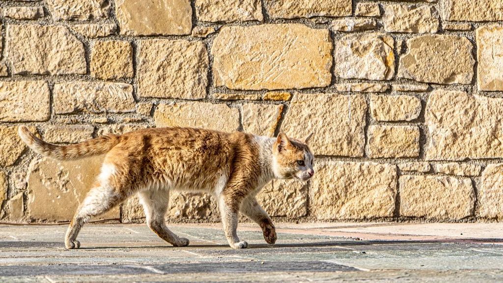 Imagen de archivo de un gato callejero