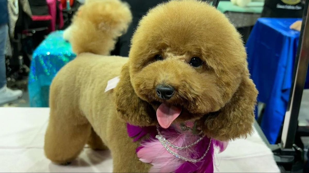 Campeonato internacional de peluquería canina