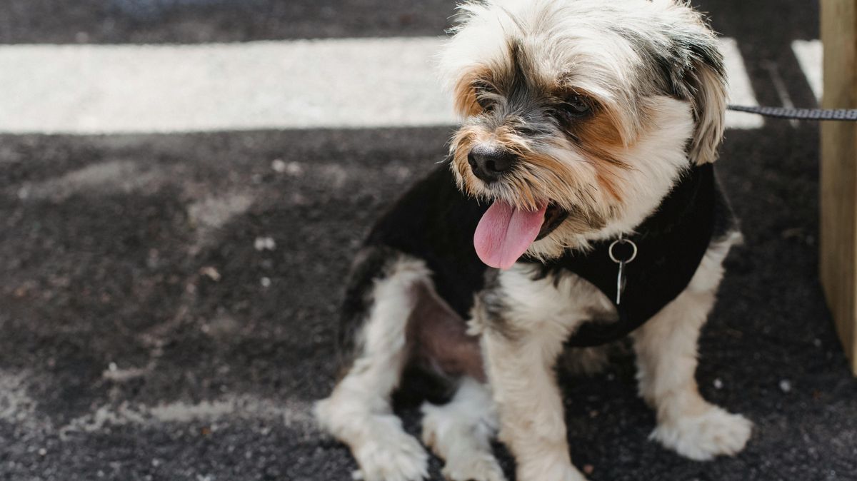 Detenido por llevarse a la fuerza a un perro atado en la puerta de una tienda en Barcelona