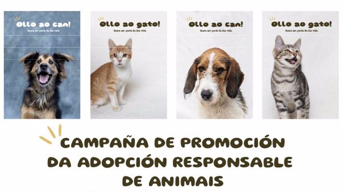 El Ayuntamiento de Santiago lanza la campaña 'Ollo ao can' para concienciar sobre la adopción de animales