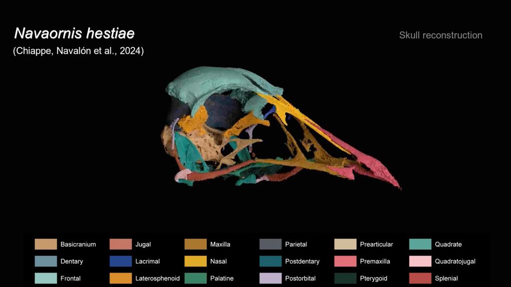 Navaornis hestiae rotating skull with labels