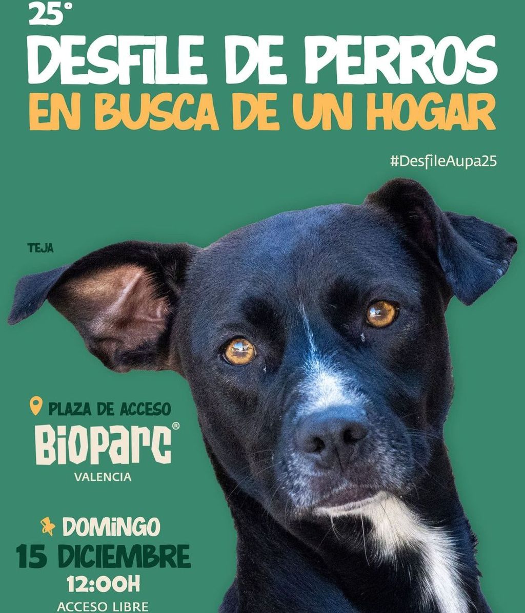 Cartel 25 desfile de perros en busca de un hogar