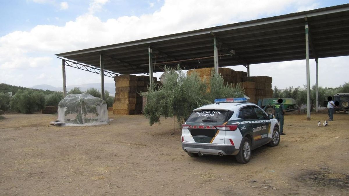 Explotación ganadera inspeccionada por la Guardia Civil