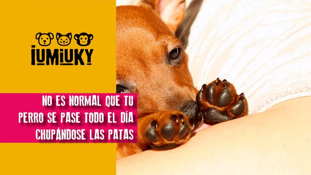 Por qué los perros se chupan las patas Iumiuky Temporada 3 Programa 242