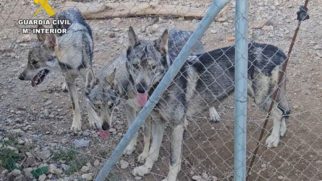 Los lobos de Lorca.