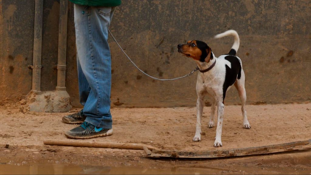 Un perro, en una calle embarrada de Valencia