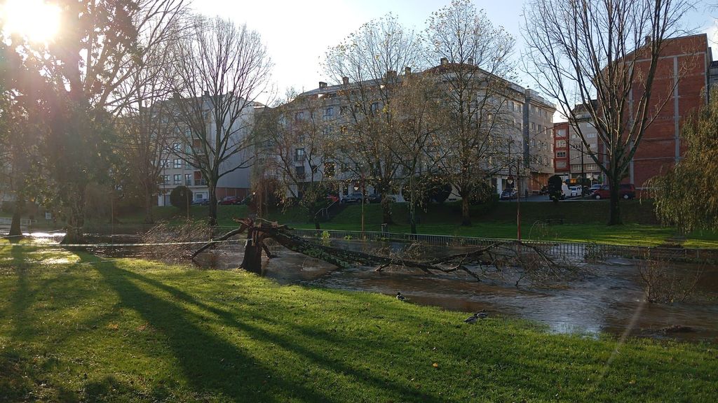 El viento derribó otros árboles en el municipio de Carballo, A Coruña.