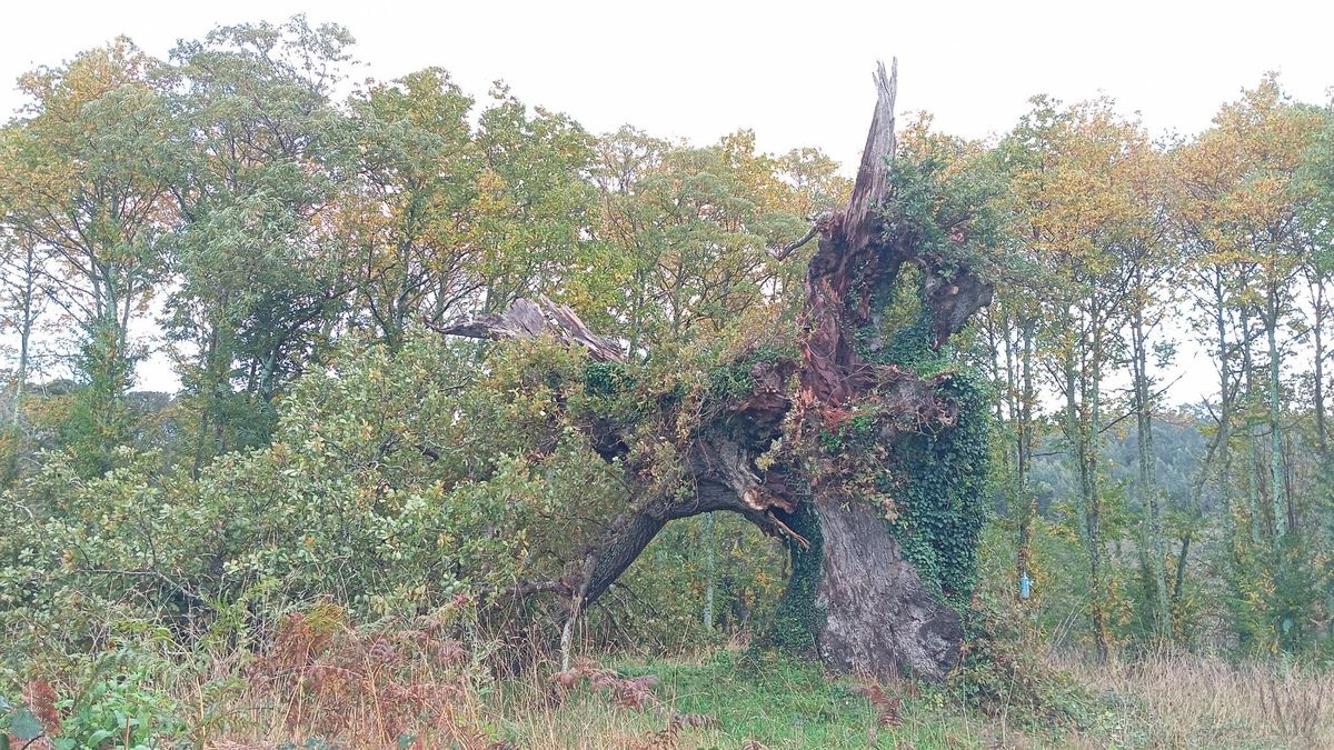 El viento destroza un árbol centenario y símbolo del Concello de Carballo, A Coruña.