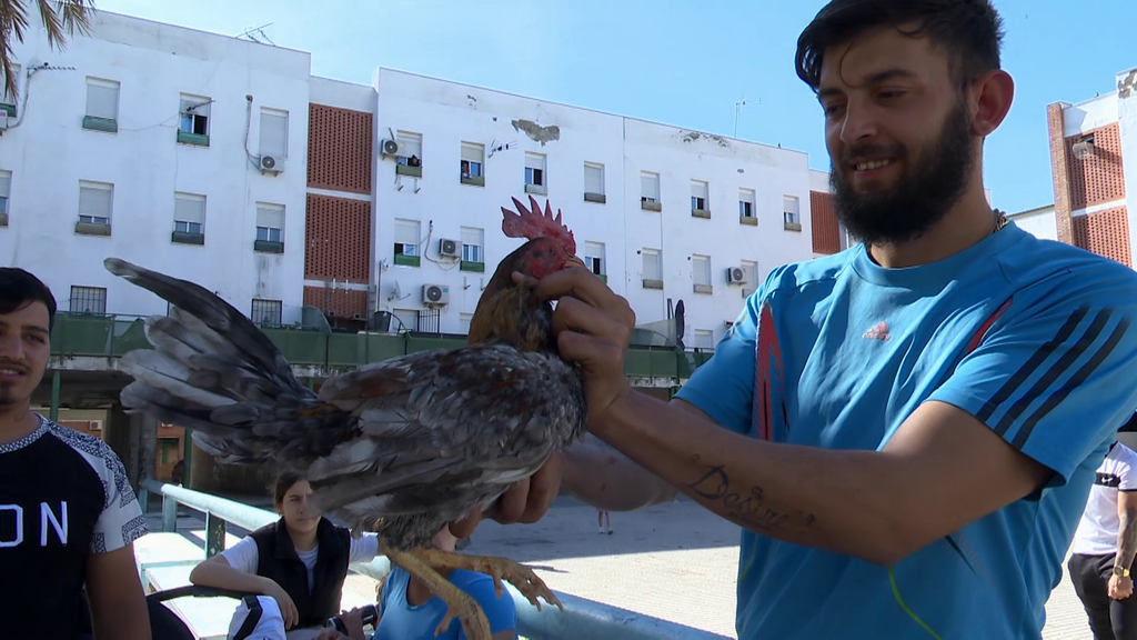 Peleas de gallos, delincuencia y narcotráfico: todo lo que se enconde detrás de uno de los patios más peligrosos de Las Palmeras