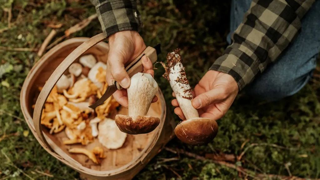 Recogiendo boletus