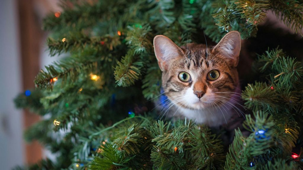 Un gato metido en el árbol de Navidad