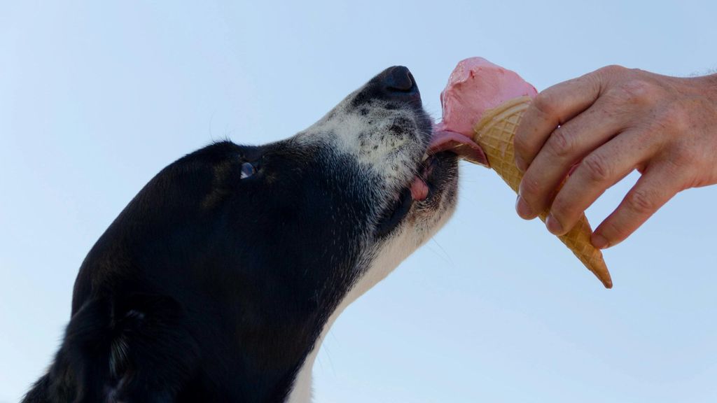 Los expertos advierten: una pauta de alimentación incorrecta puede deseducar a nuestro perro