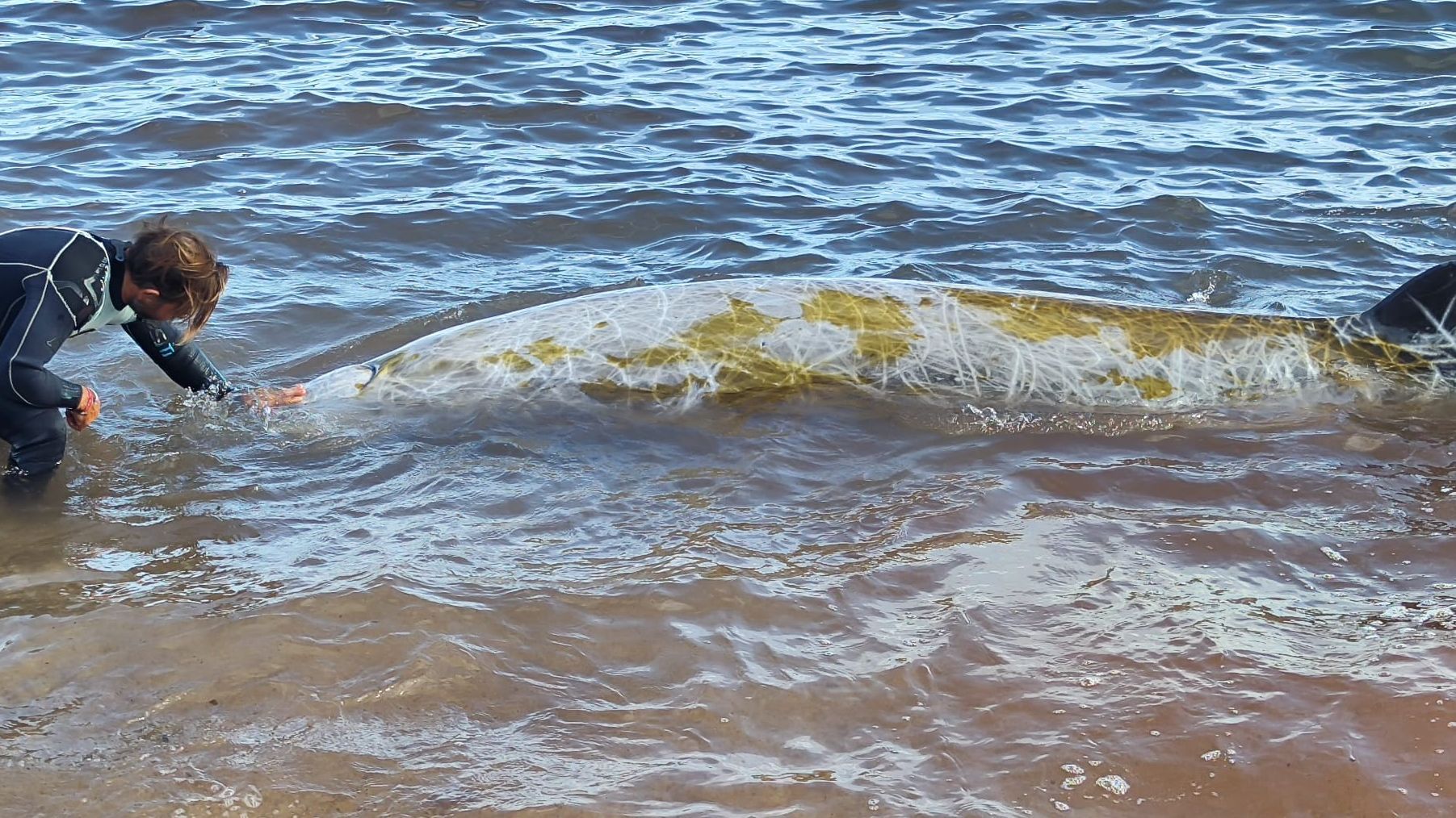 Ejemplar de zifio varado en la playa