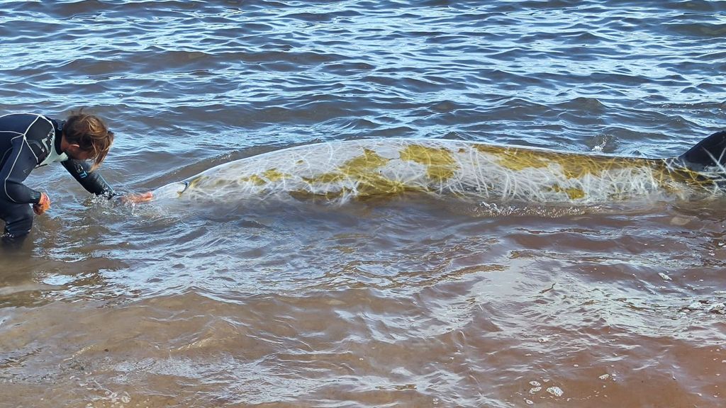 Ejemplar de zifio varado en la playa