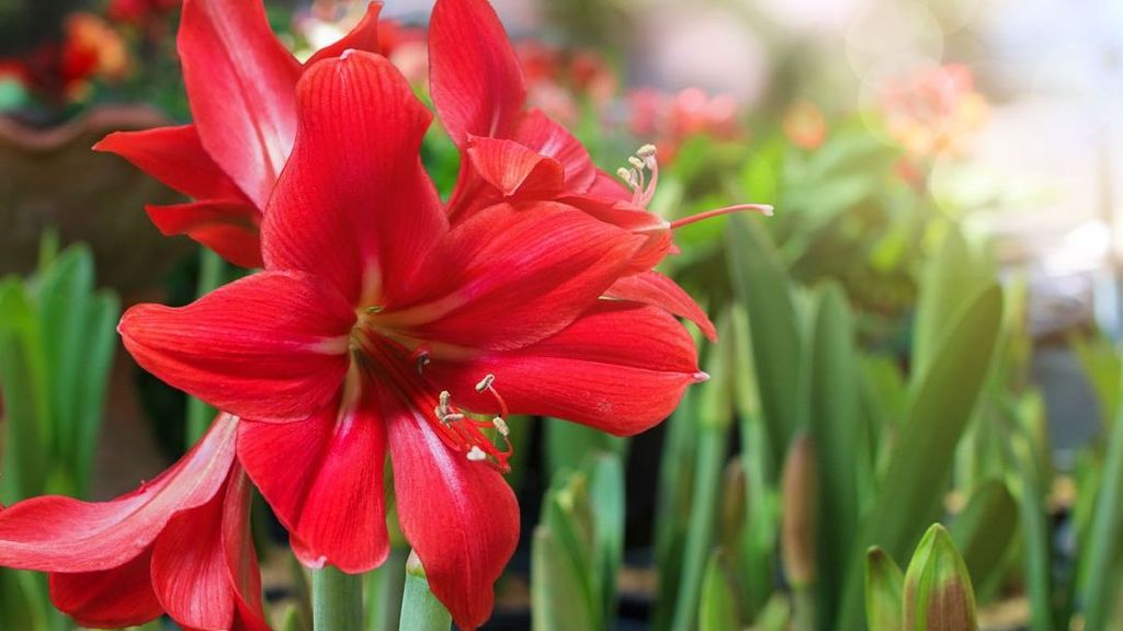 Flor de Amaryllis