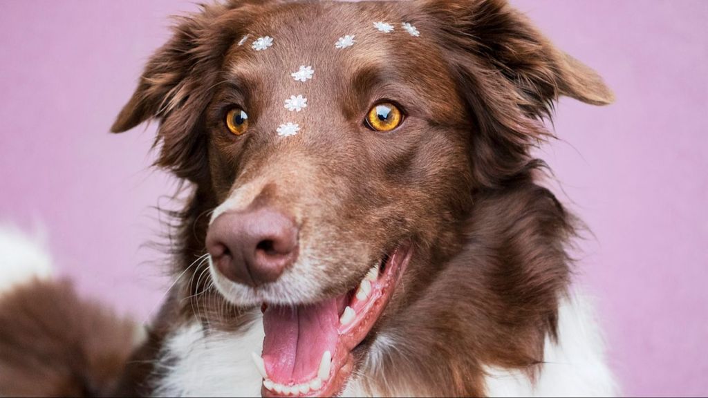 Primer plano de una perrita