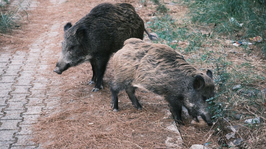 Un estudio identifica a los jabalíes como una "fuente potencial" de hepatitis E en el área de Barcelona