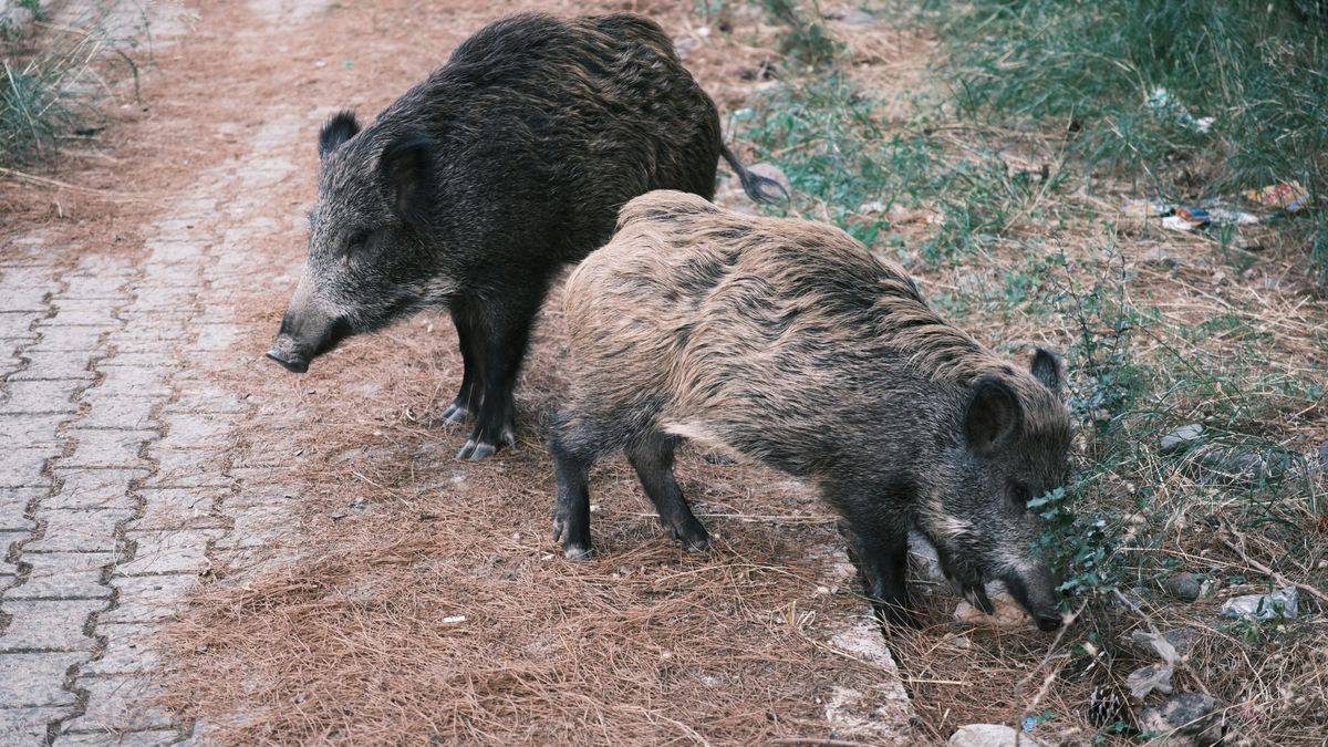 Un estudio identifica a los jabalíes como una "fuente potencial" de hepatitis E en el área de Barcelona