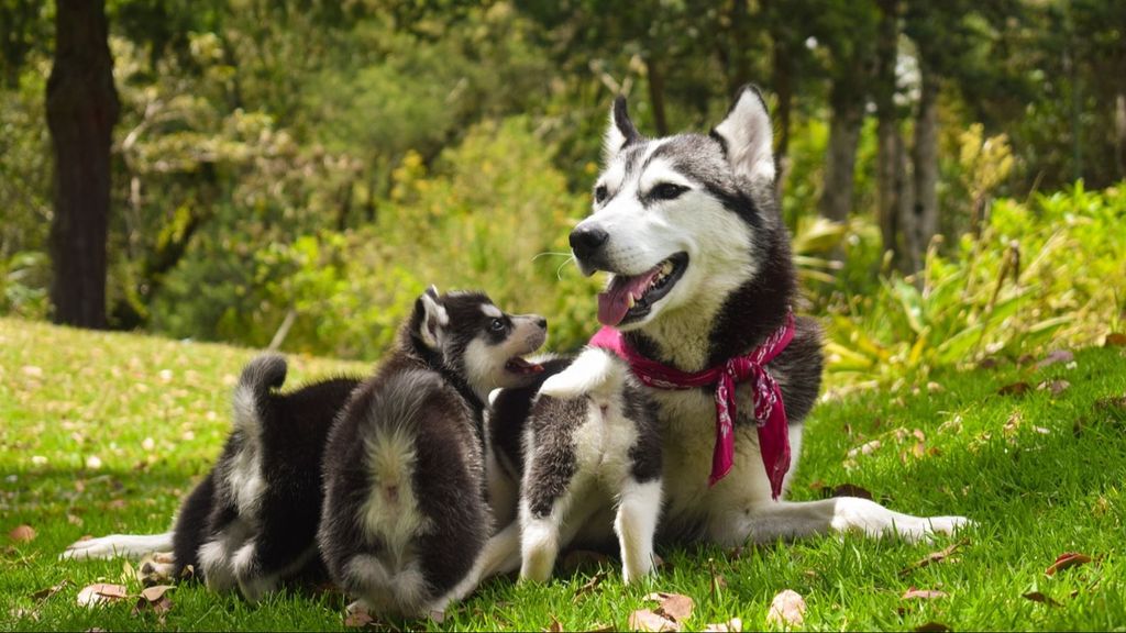 Una perrita y su cachorro