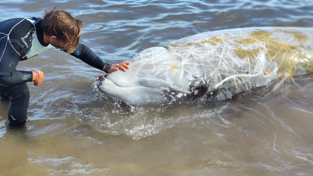 Aparece un cetáceo de gran tamaño agonizando en una playa de Almería