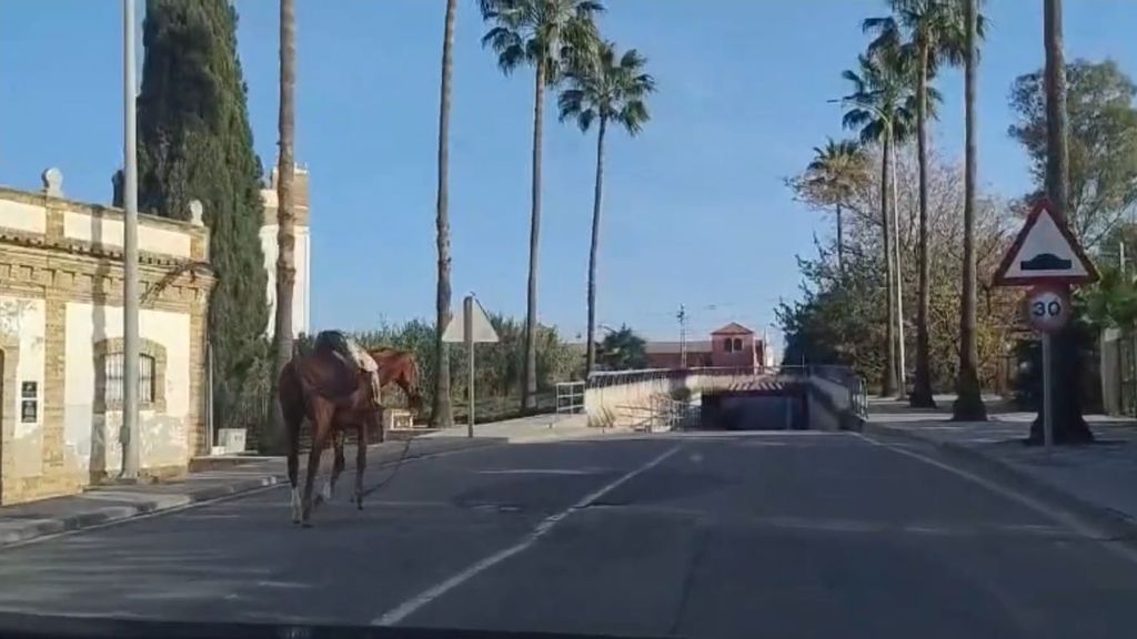 caballo