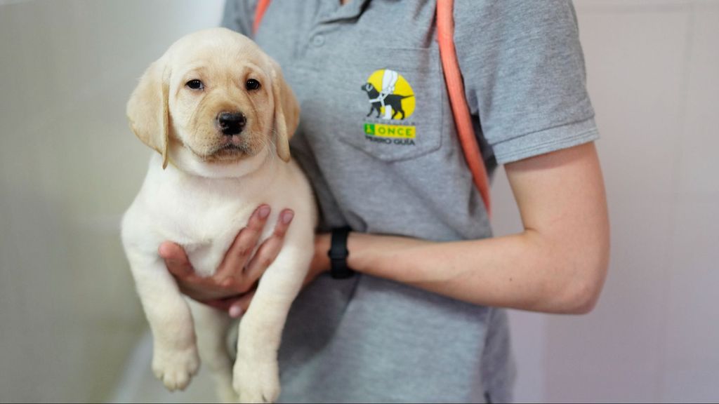 Un cachorro y futuro perro guía de la Fundación ONCE