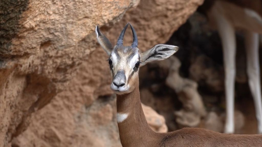 Bioparc Valencia forma un nuevo grupo de gacelas Mhorr