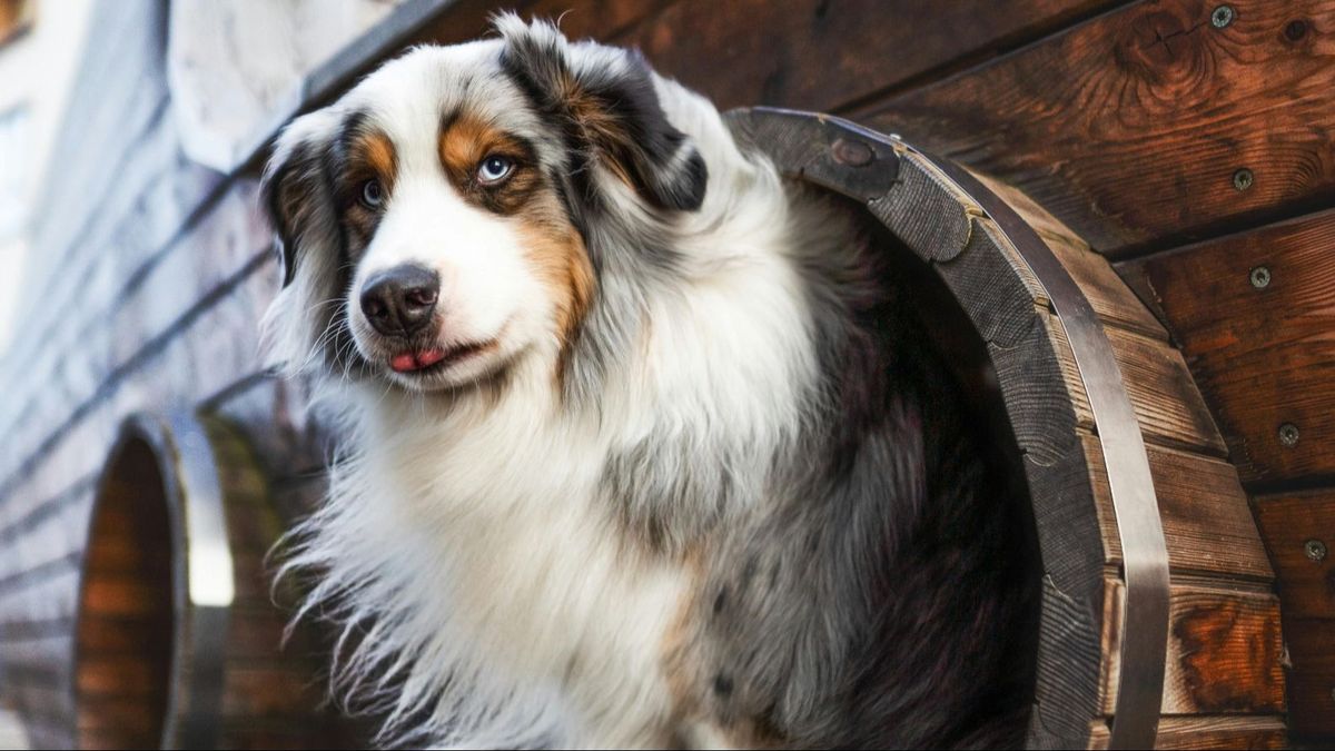 Un perro en una escotilla de un barco