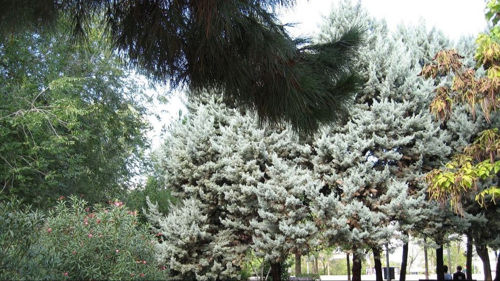 Zonas verdes en el Ayuntamiento de Coslada