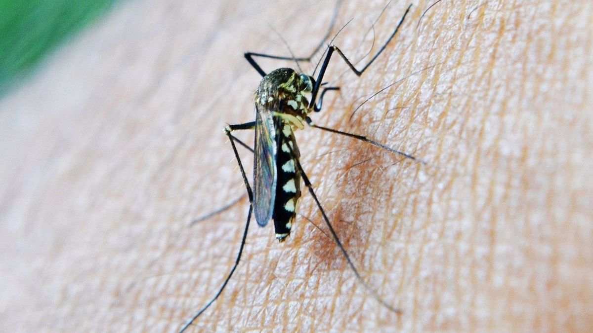 Imagen de recurso de un mosquito transmisor del Virus del Nilo Occidental