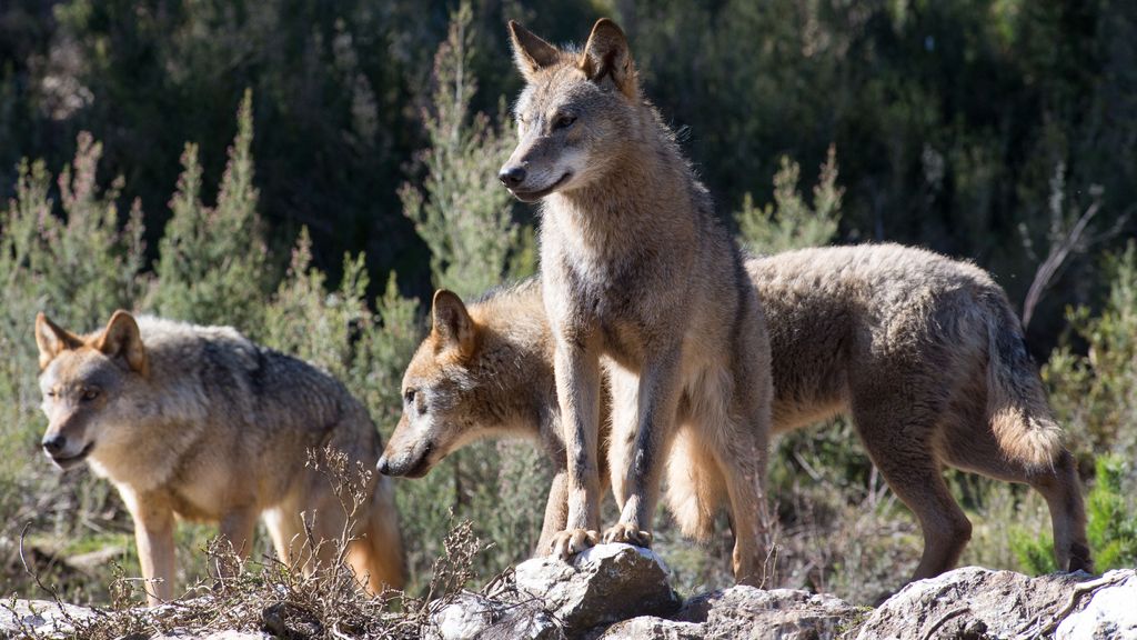 La UE rebaja la protección internacional del lobo