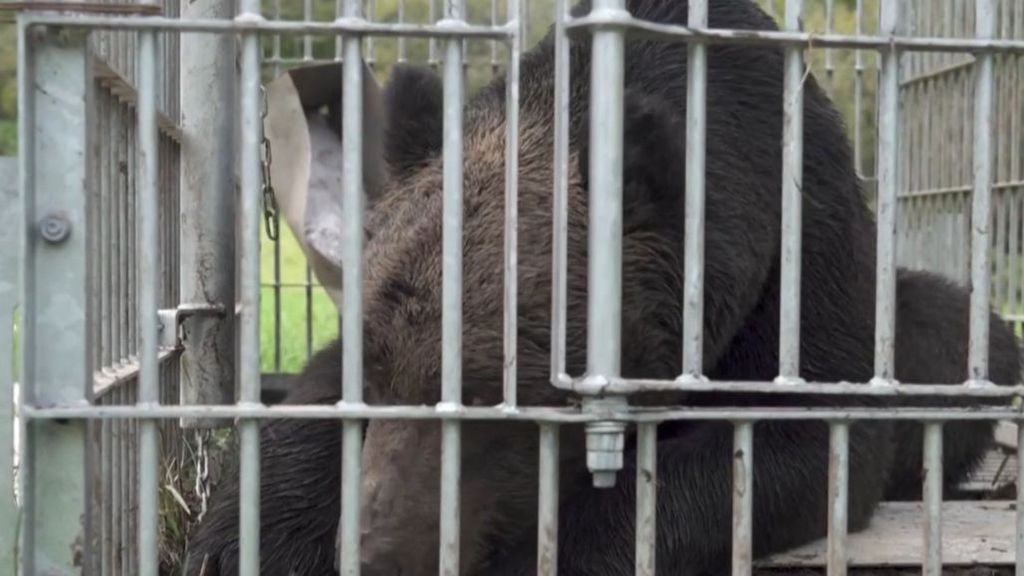 Los ataques de osos en Japón, un problema de seguridad nacional