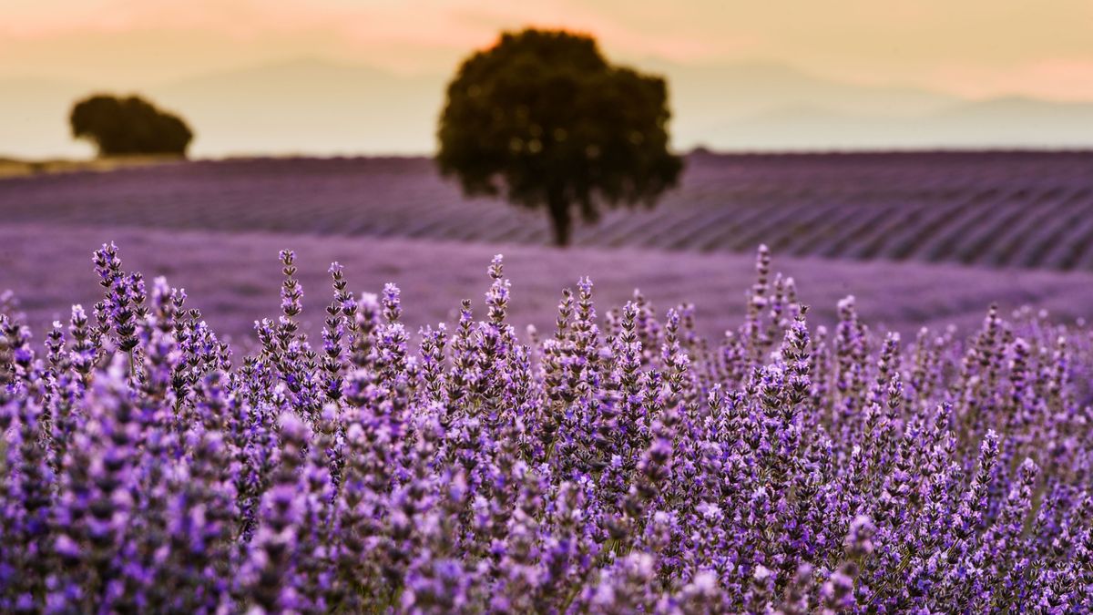 Campos de lavanda en Brihuega