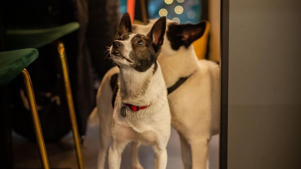 El primer restaurante del mundo donde te puedes sentar a cenar al mismo tiempo que tu perro