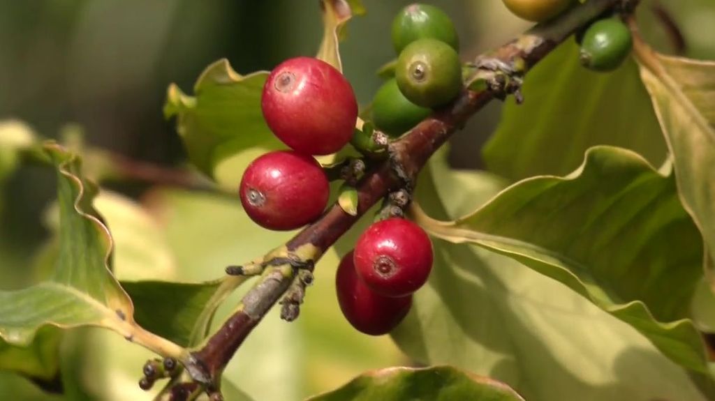 La falta de lluvias dispara el precio del café en el mundo, algo que aprovecha España para cultivarlo