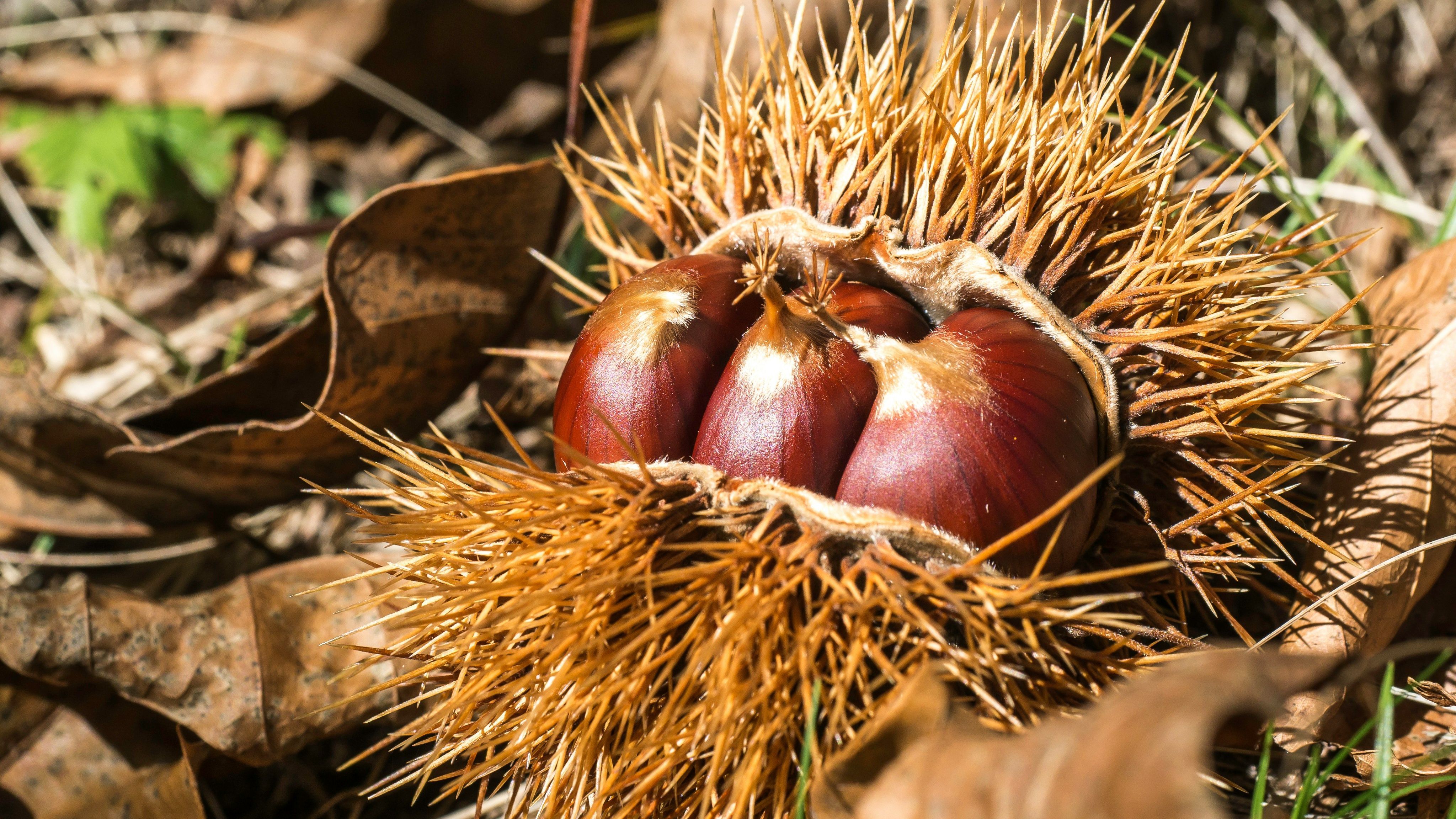 Las castañas caen envueltas de erizos con púas