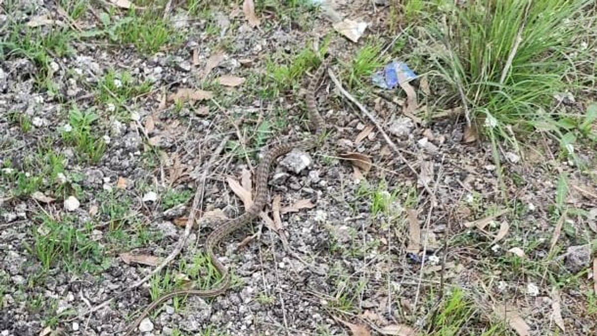 Serpiente capturada por los agentes de la Policía Local