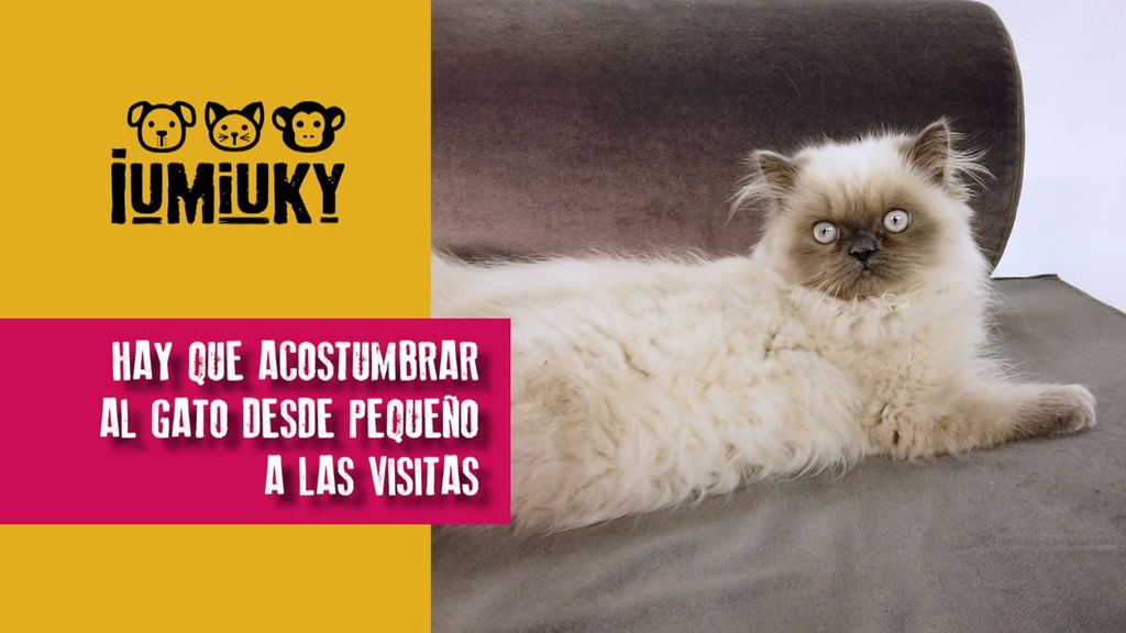 Felinos, miedo a las visitas Iumiuky Temporada 3 Programa 244