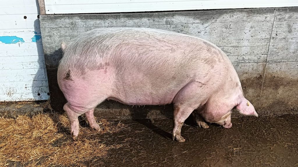 Kaxilda tiene 20 meses y es de raza Duroc