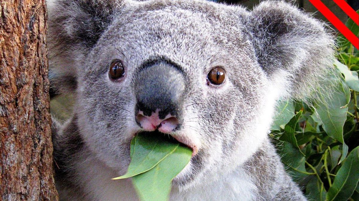 Un adorable koala