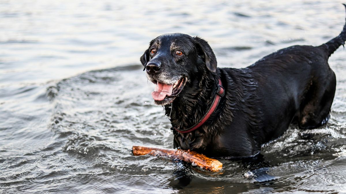 perro mojado unsplash