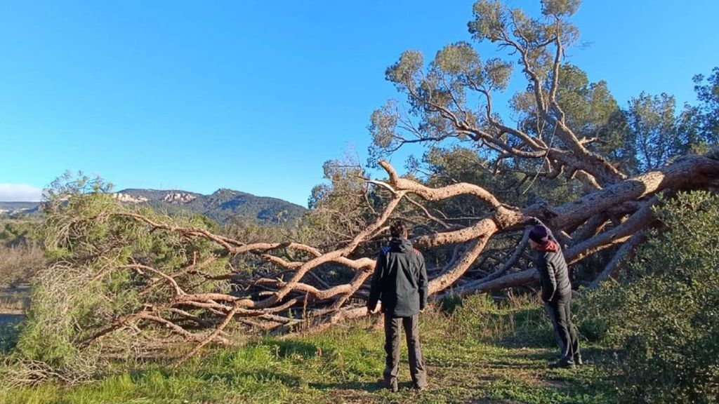 Cae uno de los pinos más gruesos de Cataluña por el fuerte viento