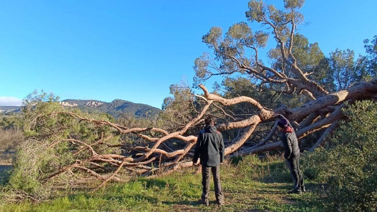 Cae uno de los pinos más gruesos de Cataluña por el fuerte viento